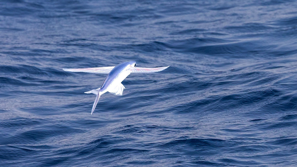 Tropical Two-finned Flyingfish © Paul Hill / OWE