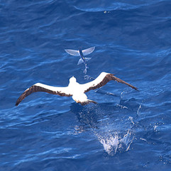Red-footed Booby © Christine Murdie / OWE