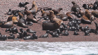South America Fur s © James Phillips / OWE