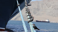 Inca Terns © James Phillips / OWE