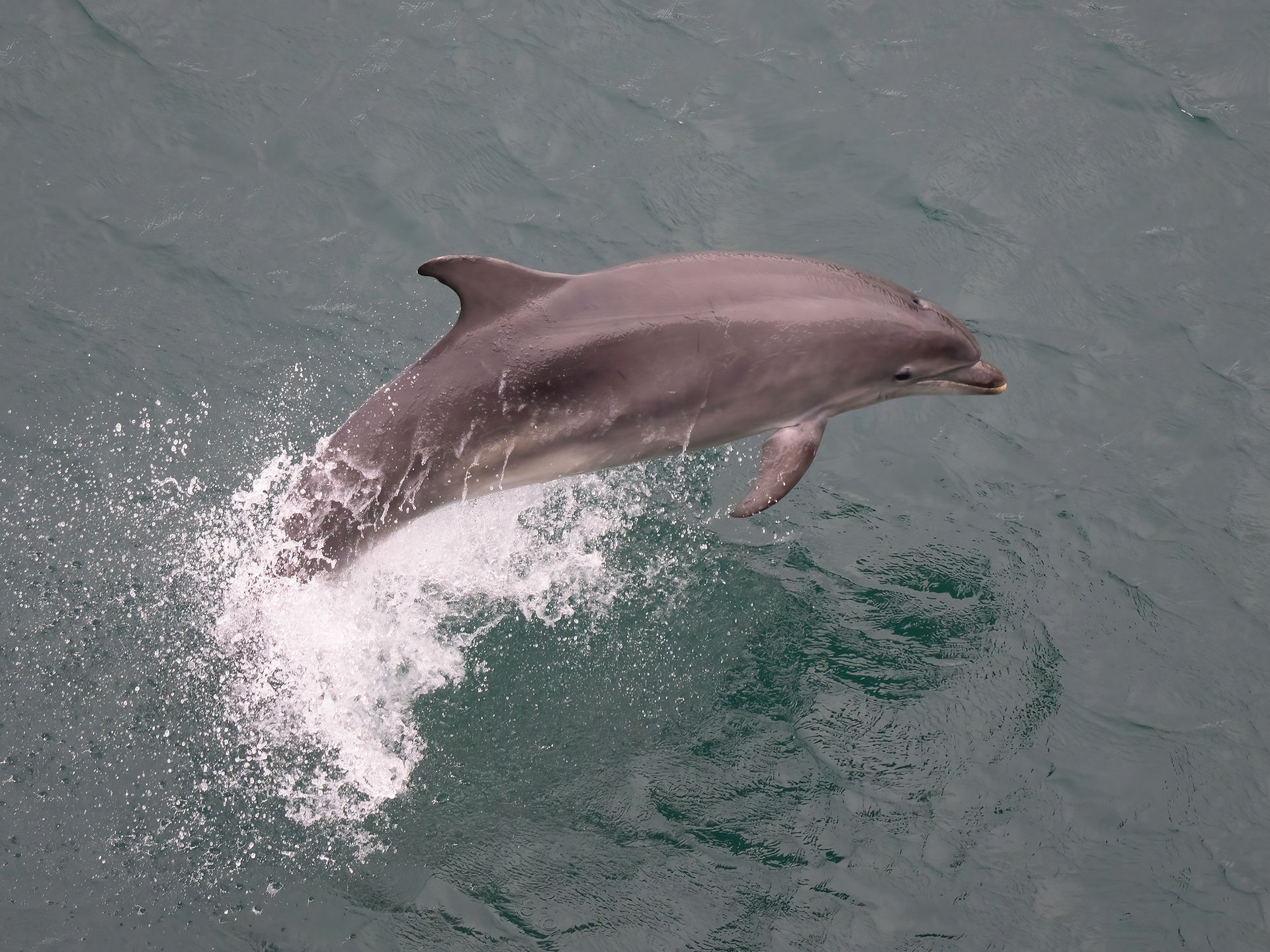 Bottlenose Dolphin © Paul Soulby / OWE