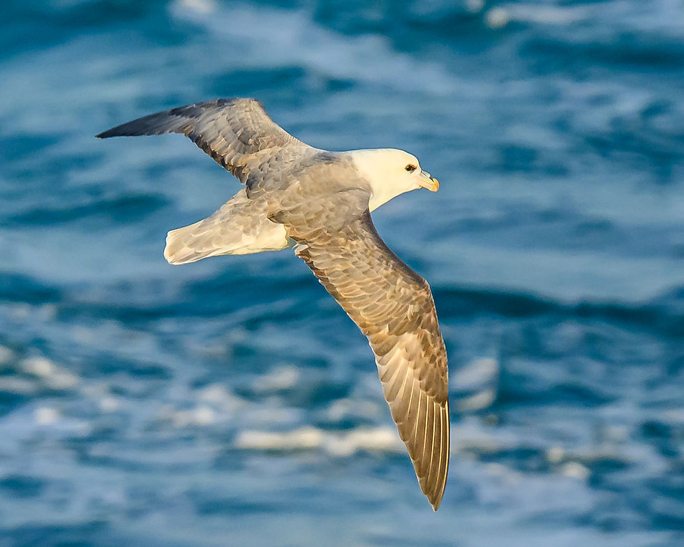 Fulmar, Pentland Firth © Martin Kitching/OWE