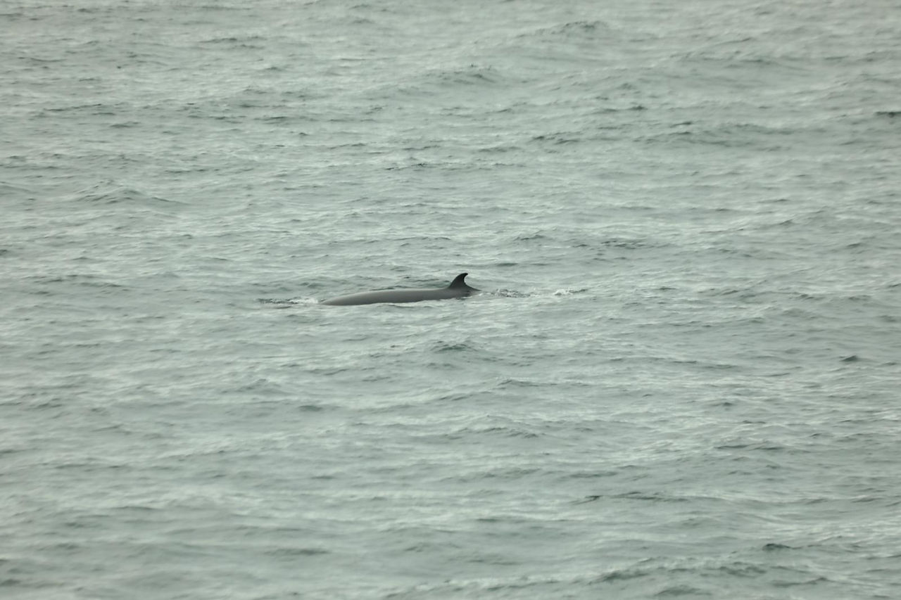 Minke Whale © Philip Sedgwick