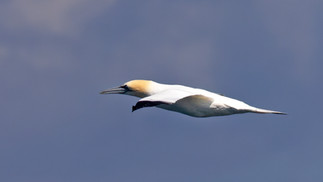 Gannet © Paul Hill / OWE