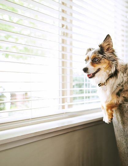 Small dog looking out of venetian blinds
