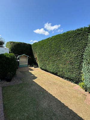 freshly trimmed hedges