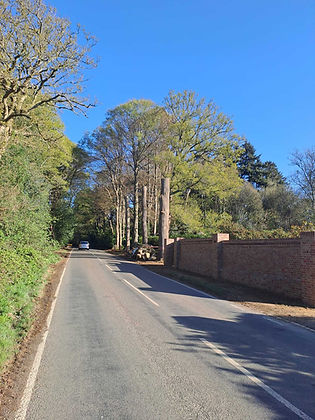 a tree-lined road