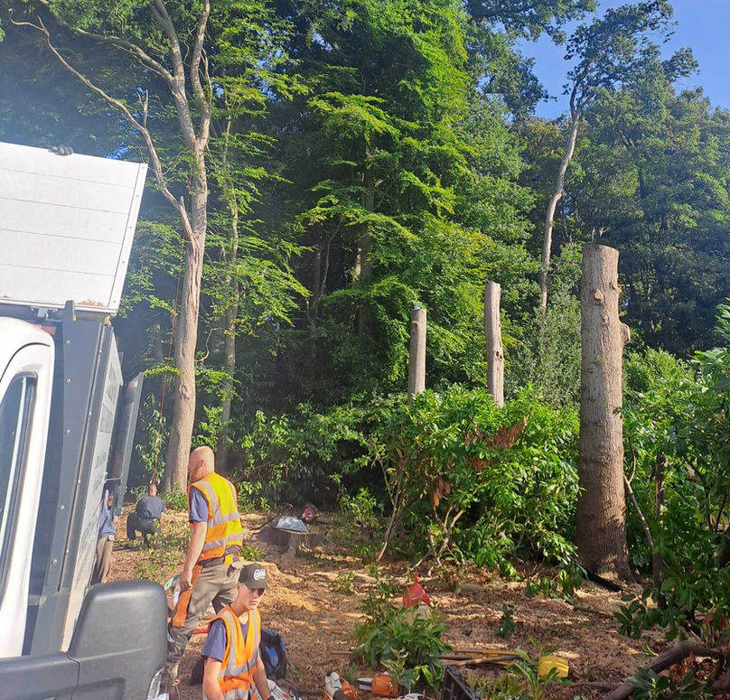 tree surgeon work