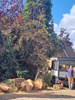 tree removal Tring