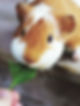 Feeding Guinea Pig_edited.jpg
