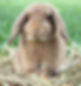 Dwarf Rabbit_edited.jpg