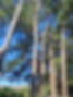 Pine tree removal High Wycombe 9