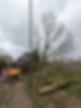 Ash dieback services 2nd picture