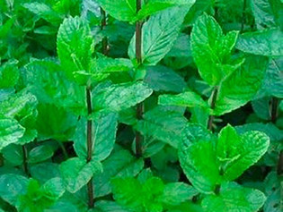 Aromaterapia: Las plantas que debes inhalar para llenar tu semana con las mejores vibras