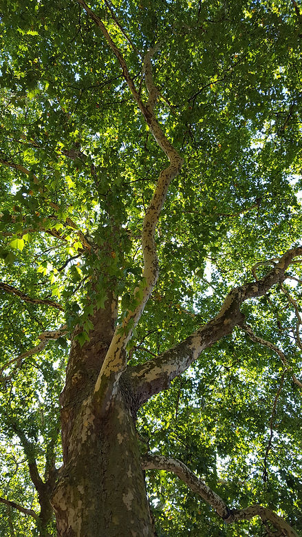 20180803_102017.jpeg