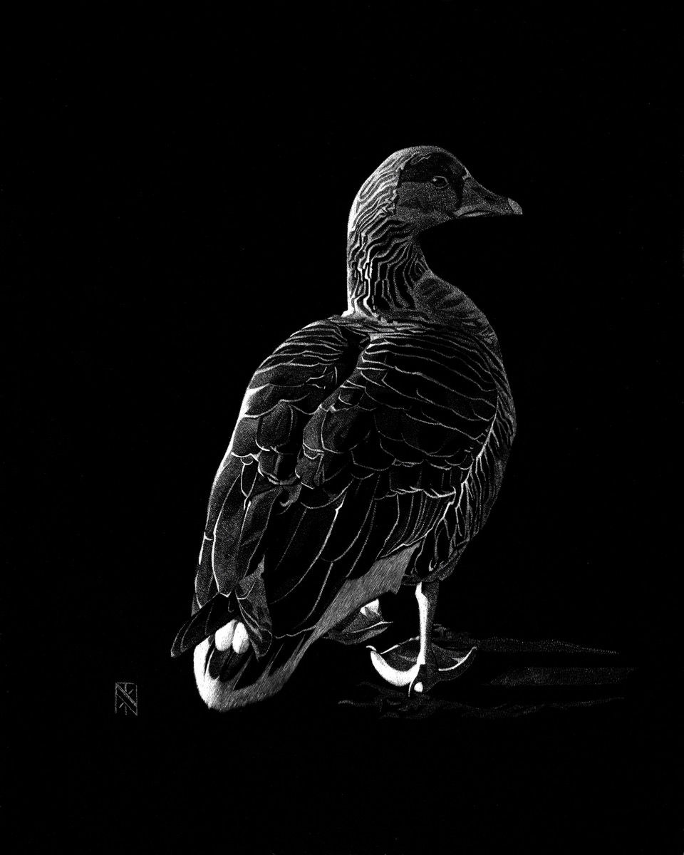 Scratchboard | Original Art | 10x8 | Birds | Greater White-fronted Goose
