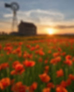 Red poppy field at sunset with windmill and rock house