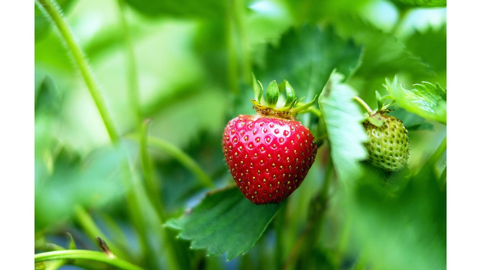 Miniaturebillede: Composta di Fragole di Montagna Biologica  Organic Mountain Strawberry Compote