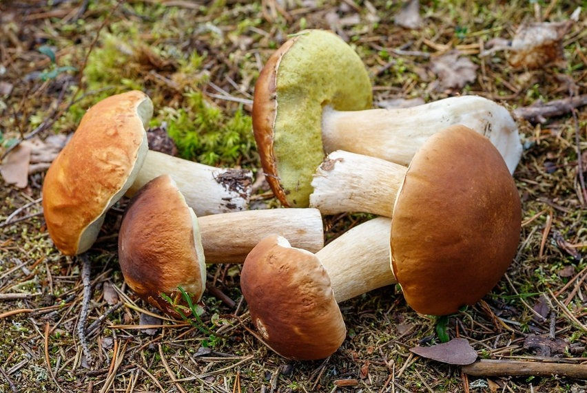 Miniatura: Funghi Porcini sott'olio d'oliva Porcini mushrooms in olive oil