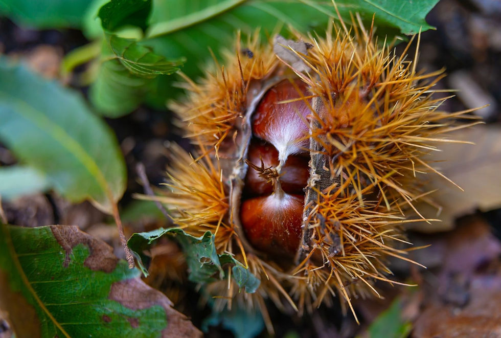 Miniatura: Crema di Marroni artigianale di Montagna   Homemade Mountain Chestnut Cream