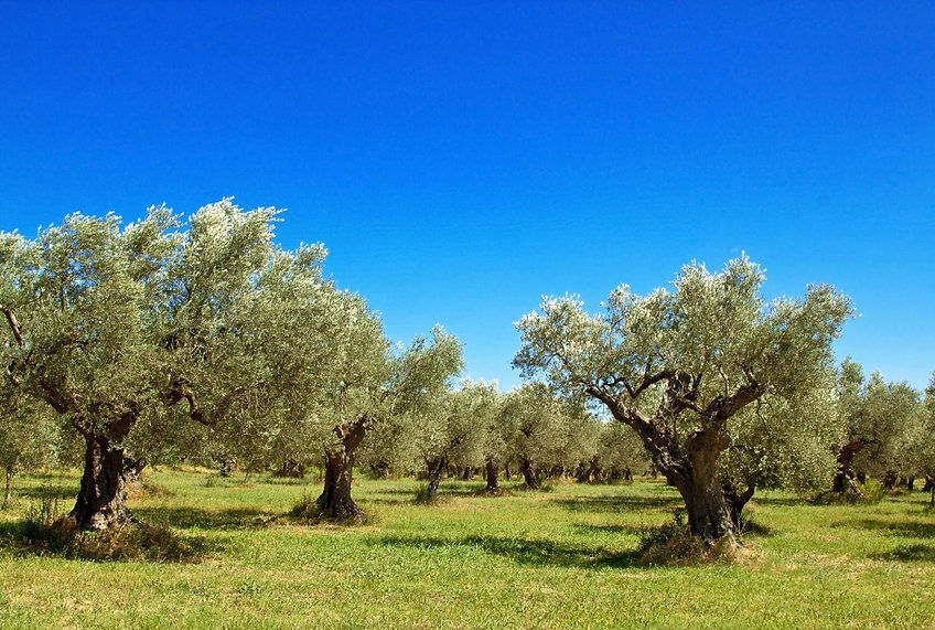 Miniature : Olio Extra Vergine di Oliva - Colline di Romagna DOP 500 ml Extra Virgin Olive Oil - Colline di Romagna PDO 500 ml (1)