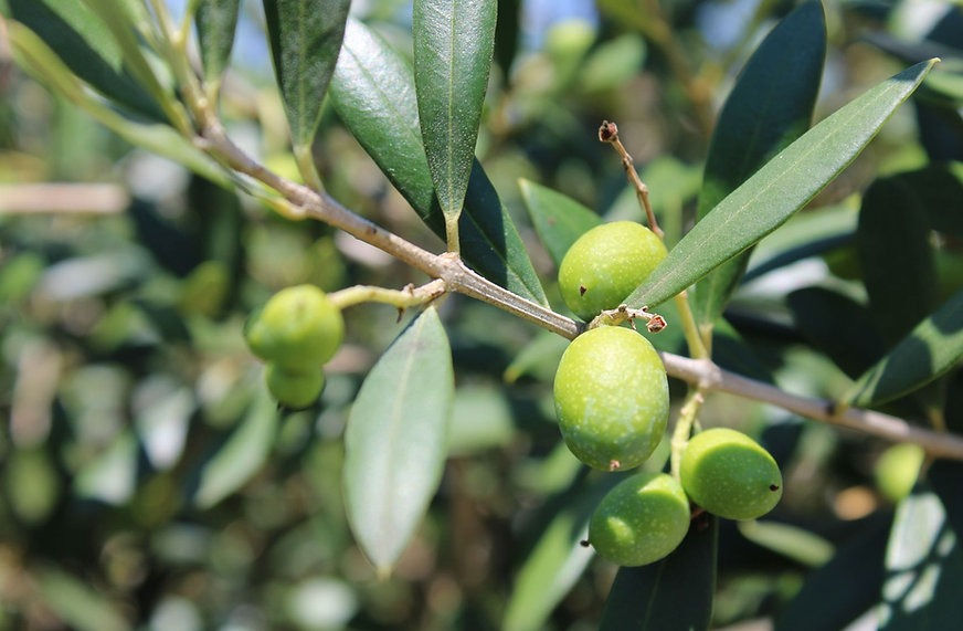 Miniature : Olio Extra Vergine di Oliva - Brisighella DOP 250 ml Extra Virgin Olive Oil - Brisighella PDO 250 ml