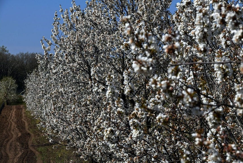 Miniature : Amarene Brusche di Modena IGP  Sour cherries from Modena PGI