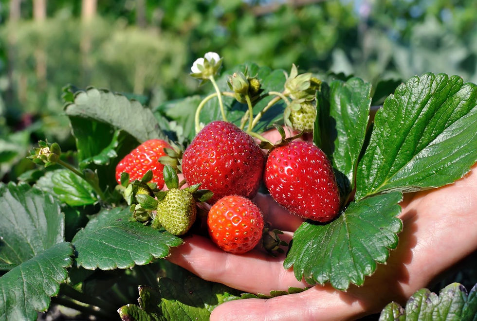 Miniatura: Nettare di Fragole di Montagna Biologico   Organic Mountain Strawberry Nectar