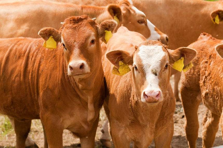 Thumbnail: Parmigiano Reggiano DOP - Vacche Rosse 60 Mesi  Parmigiano Reggiano PDO - Red Cows 60 Months