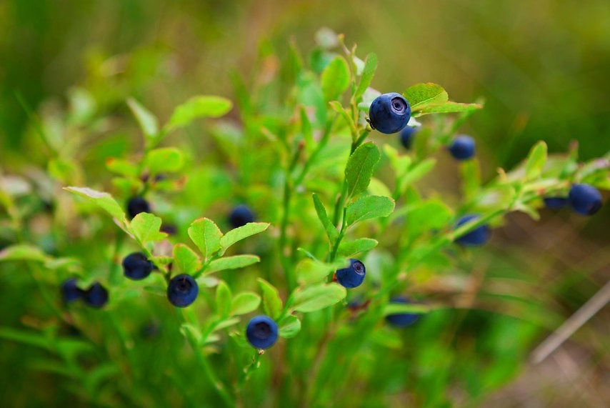 Miniaturbild: Nettare di Mirtillo Nero Selvatico di Modena BIO  Organic Wild Blueberry Nectar of Modena