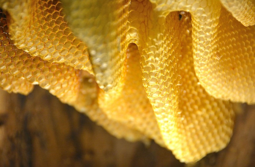 Miniatura: Miele Italiano Ciliegio Italian Cherry Honey