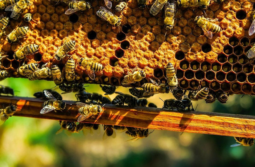 Miniature : Miele di Montagna Millefiori Wildflower Mountain Honey