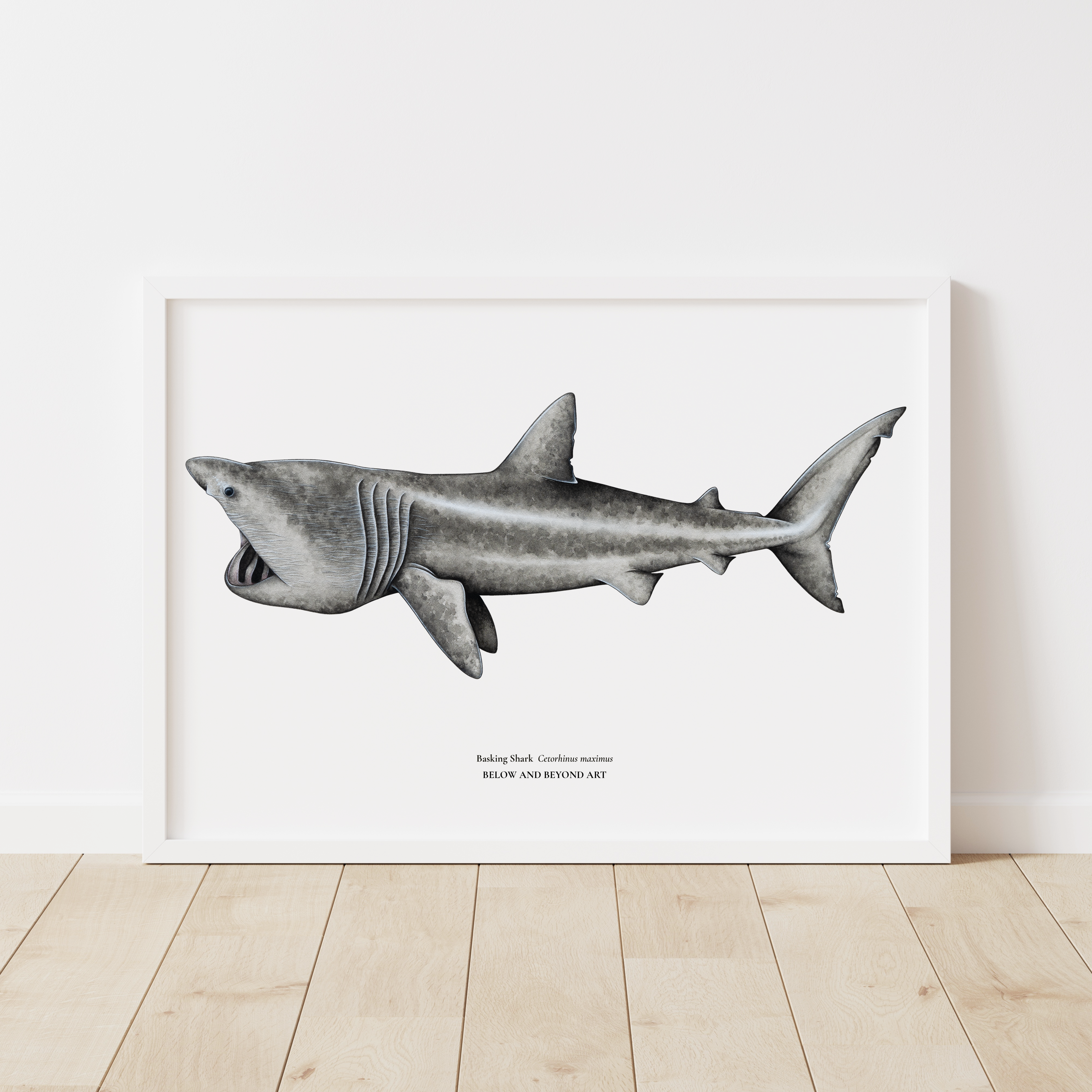 'Basking Shark' A4 Limited Edition Print