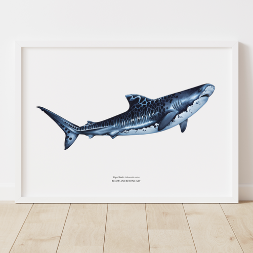 'Tiger Shark' A3 Limited Edition Print | Mysite