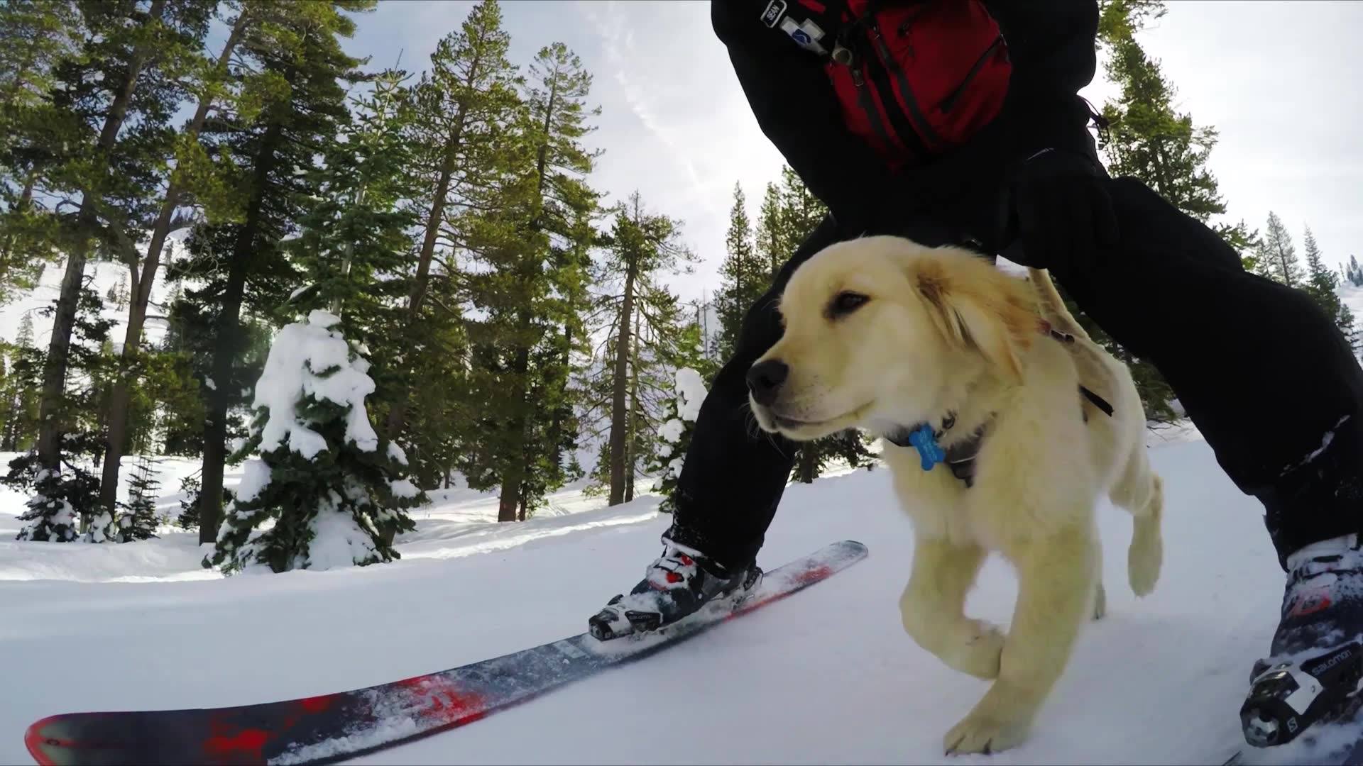 A day in the life of Ridge, Alpine's newest patrol pup