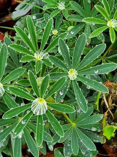 Raindrops on green