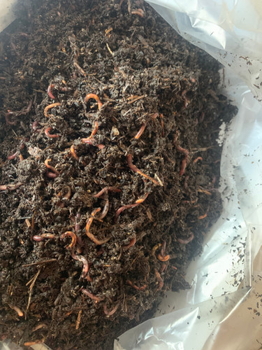 Lombrichi Vivi Da Compostaggio – Eisenia Fetida E Andrei (500g) Per Humus E Vermicompost, Kit Starter Per Orto Biologico E Compostiera Domestica