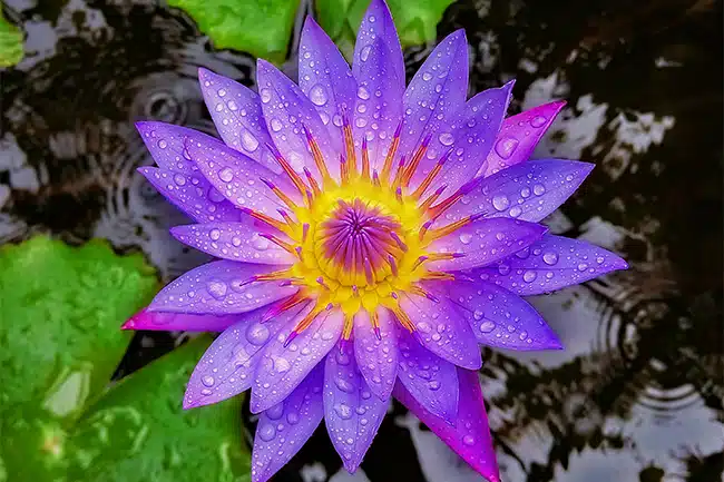 A Sacred Blue Lotus Ceremony
