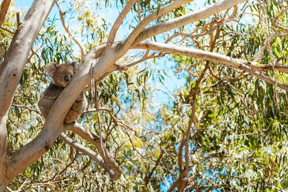 Koala taking a nap in the Great Otway