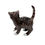 Miniaturebillede: Nr: 305 - Kat - Royal Copenhagen RC