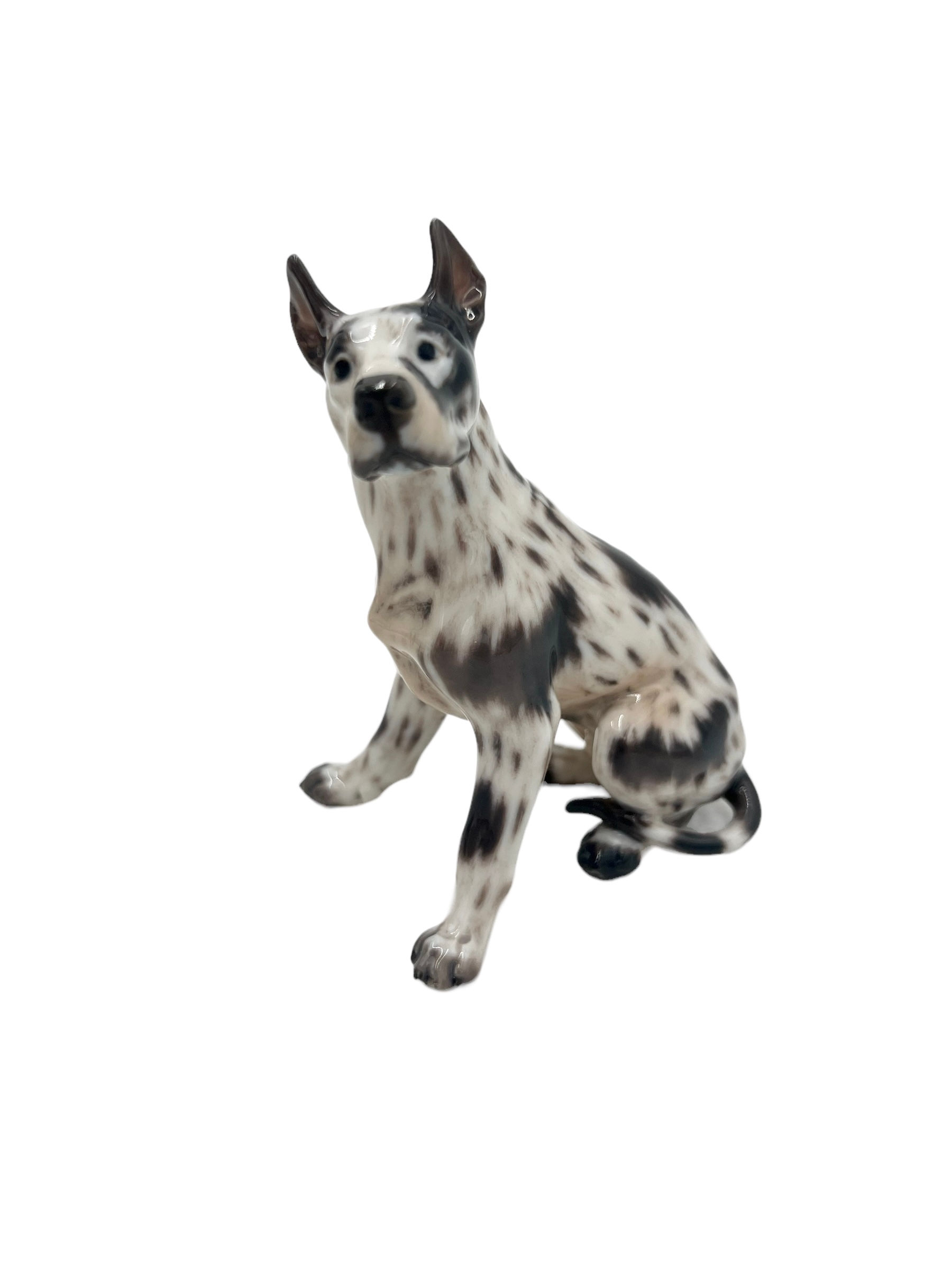 Nr: 1128 - Grand Danois - Dahl Jensen