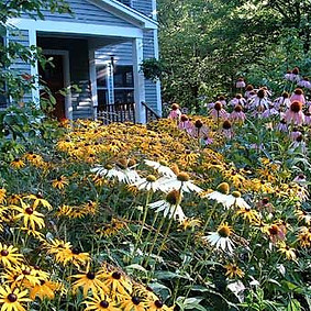 3 colors coneflower.jpg