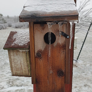 Close up bird house ice pic 2023_edited.jpg