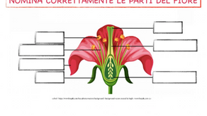 ESERCIZIO LE PARTI DEL FIORE