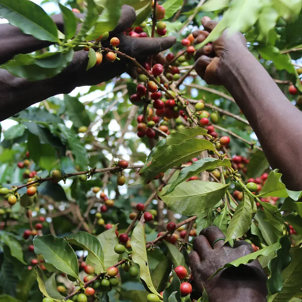 Miniature : BURUNDI MASHA - FILTER