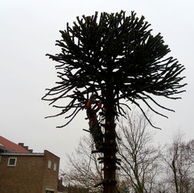 Élagage d'un arbre exotique :