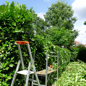 Élagage de haies  :