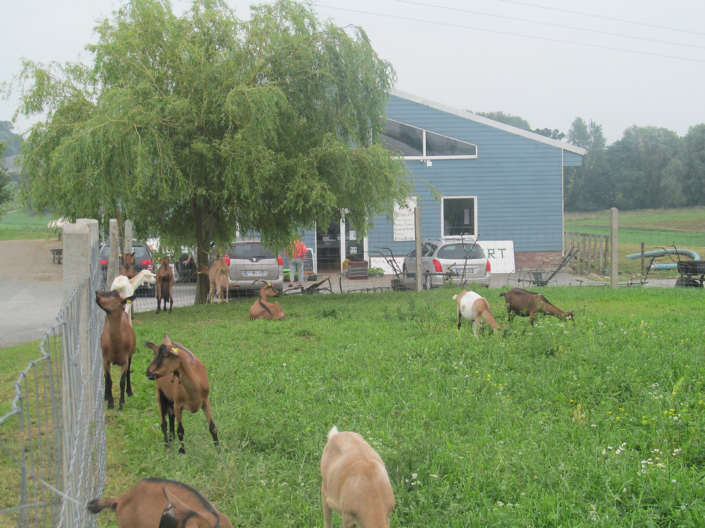 Vous êtes autonome pour découvrir gratuitement la chèvrerie, les lapins, l'âne, les poneys, les moutons...
