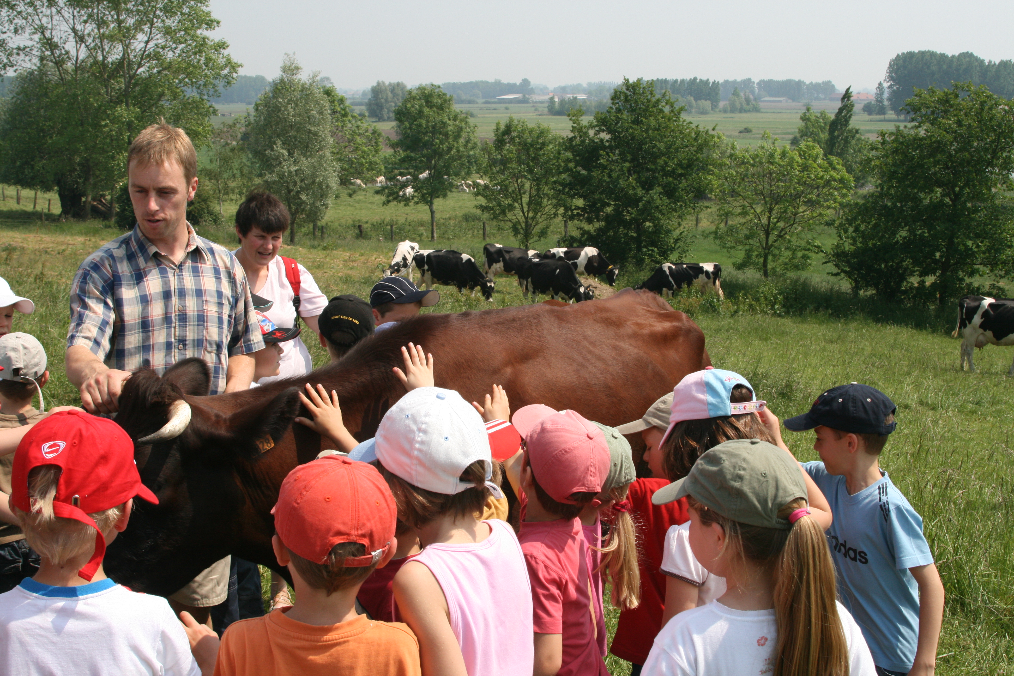 Oh la vache !