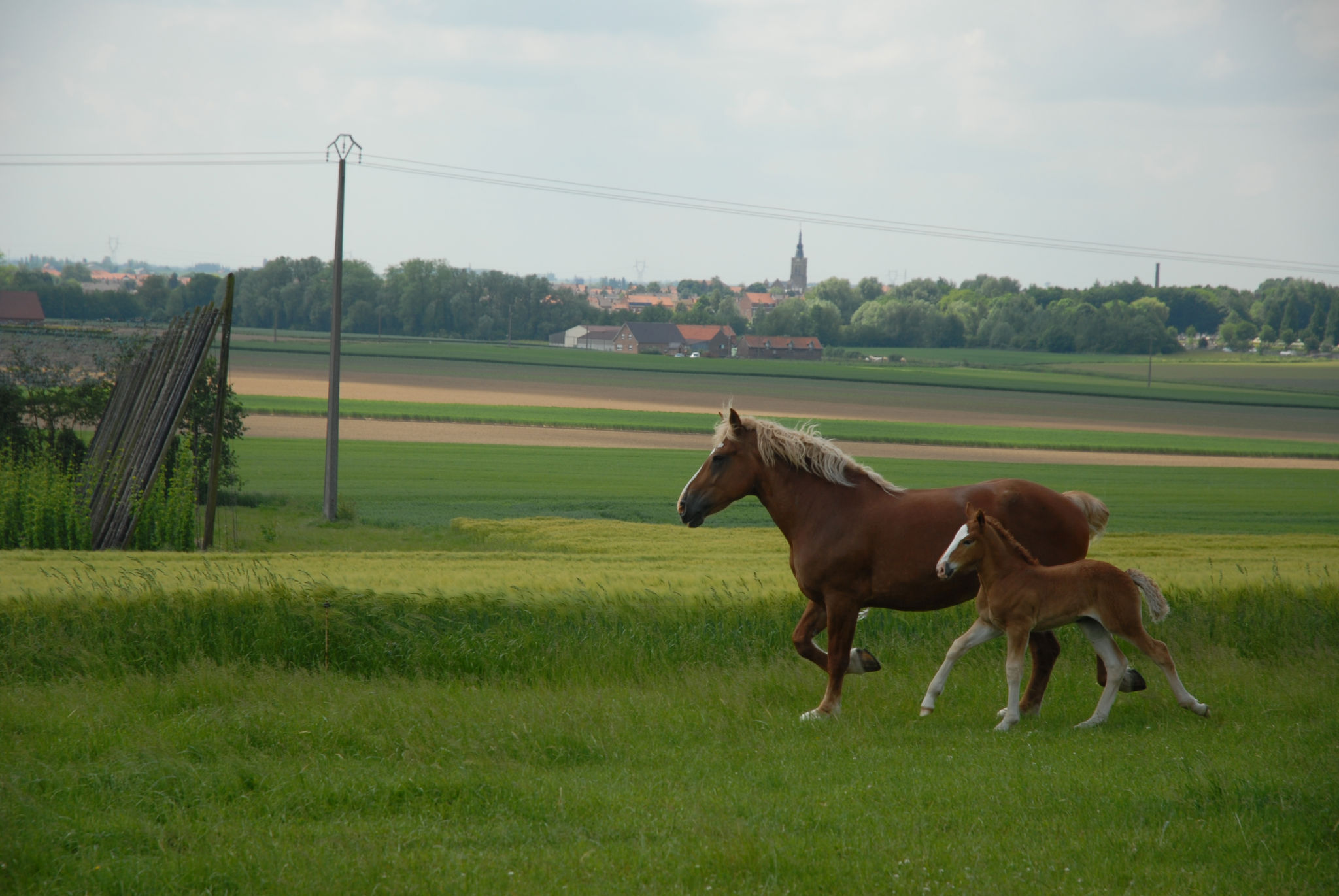 Les chevaux Flamands